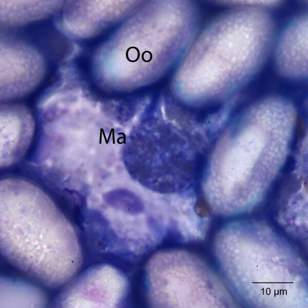 Oct2015_Fig2a
