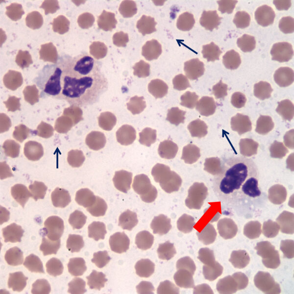 Jan2016_Fig2a