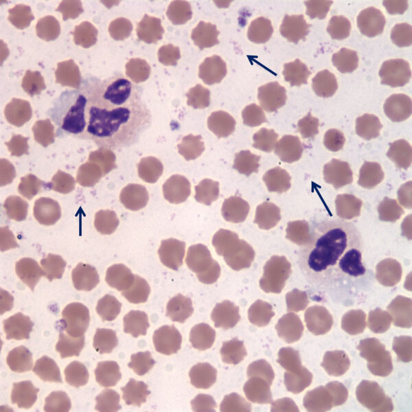 Jan2016_Fig2