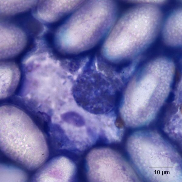 Oct2015_Fig2