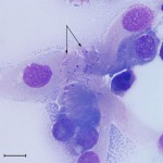 Figure 2a: High magnification of coccobacilli bacteria