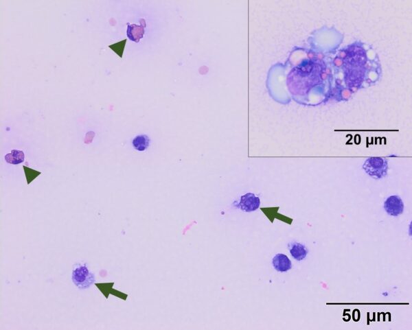 Fig2aCOM_2019