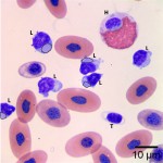 Figure 2b: Boa blood smear (Wright's stain, 1000x)