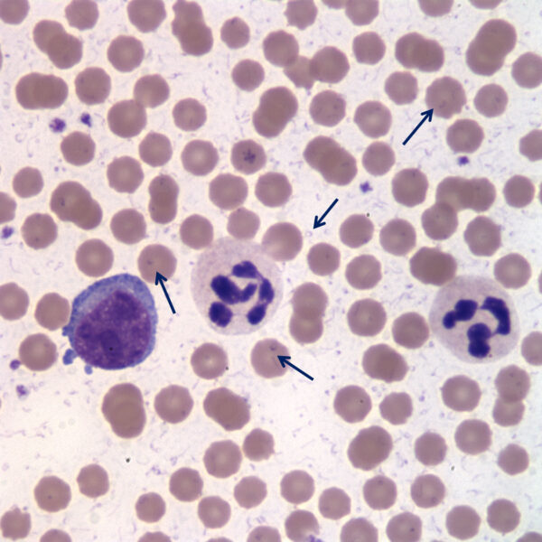 Jan2016_Fig3