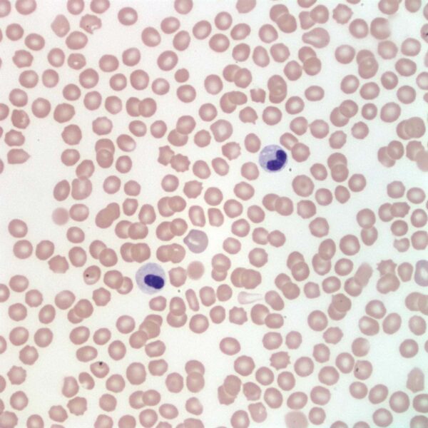 COM Fig4