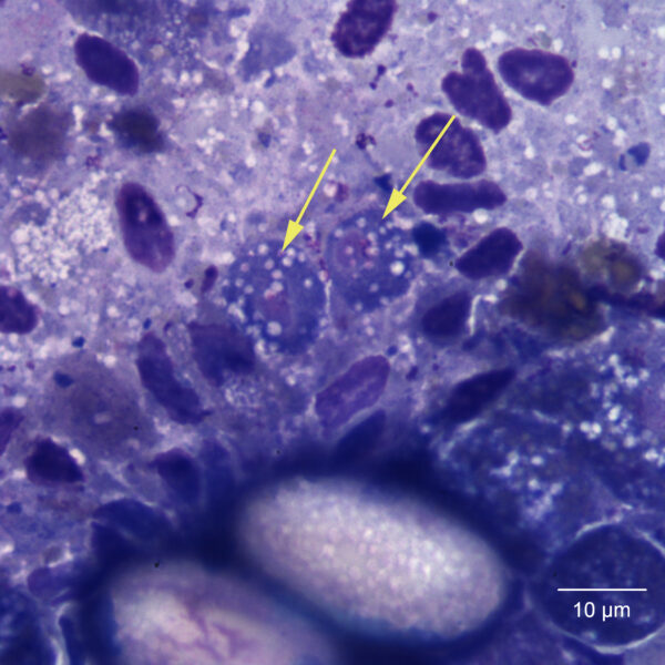 Oct2015_Fig4a