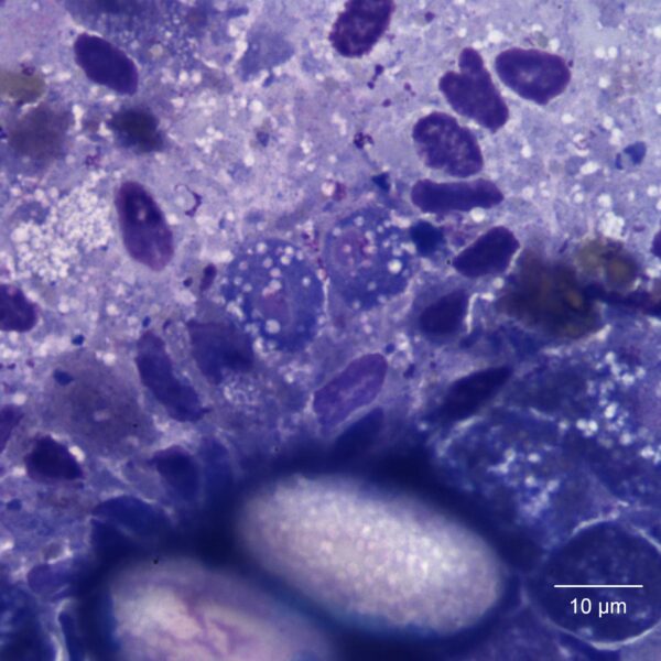 Oct2015_Fig4