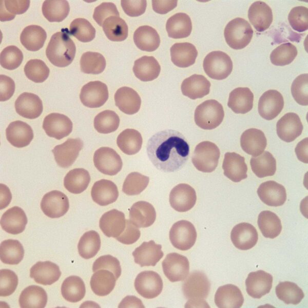 COM Fig5