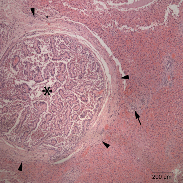 Oct2015_fig5