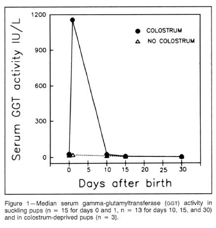 what causes high ggt levels in dogs