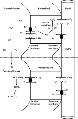 HCl production and neutralization in the gastrointestinal tract | eClinpath