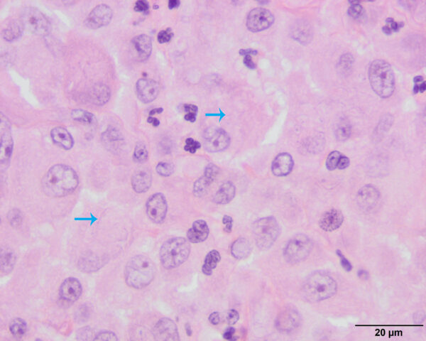 Fig 5_Sept 2018COM