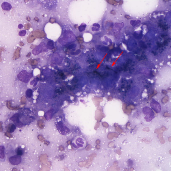 Fig2_Aug2015