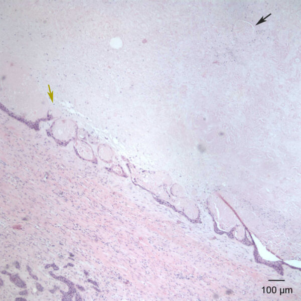 Fig4A_Sept2017
