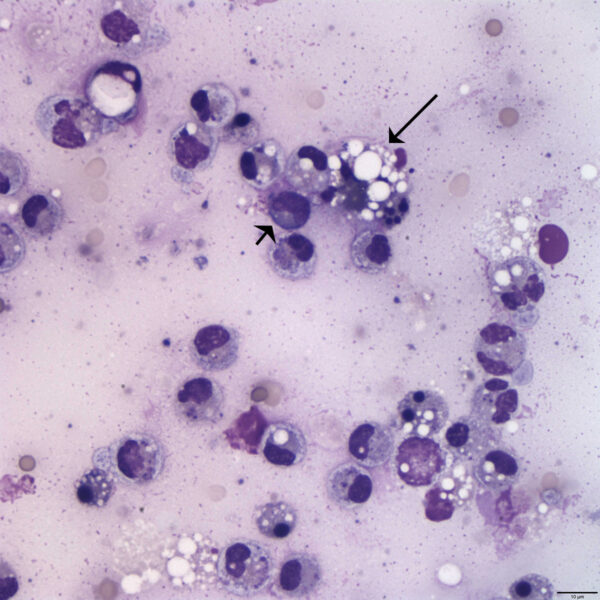 Figure 1B June 2015