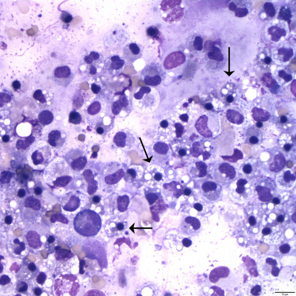 Figure 1C June 2015