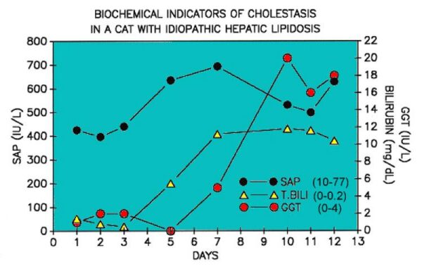 Hepatic lipidosis GGT ALP changes