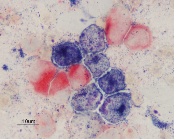 AML-M4 canine LAP CAE