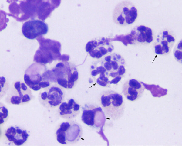 Ragocytes LE