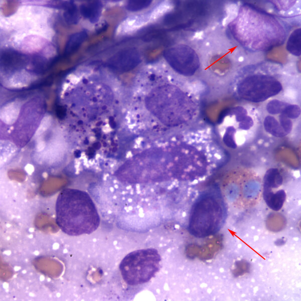 Fig4_Aug2015