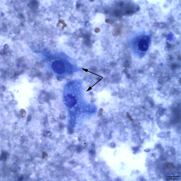 Fig1B_May2017