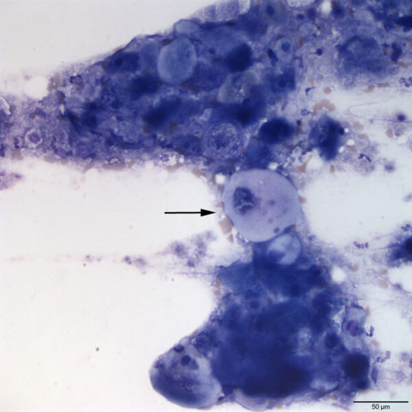 Fig2B_May2017