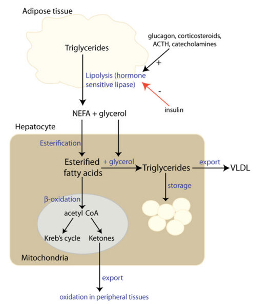 NEFA metabolism