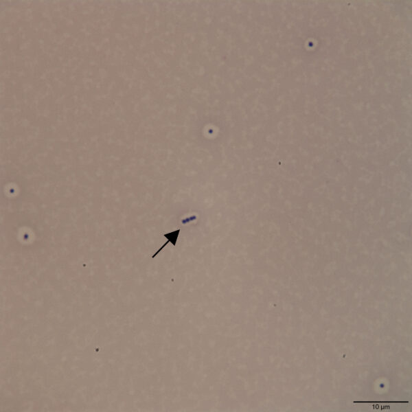 Fig1d