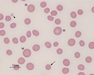 Horse regenerative anemia