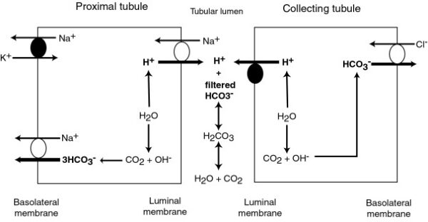 Bicarbonate retention