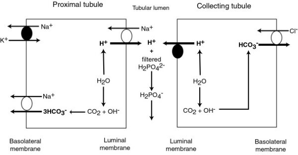 Titratable acidity