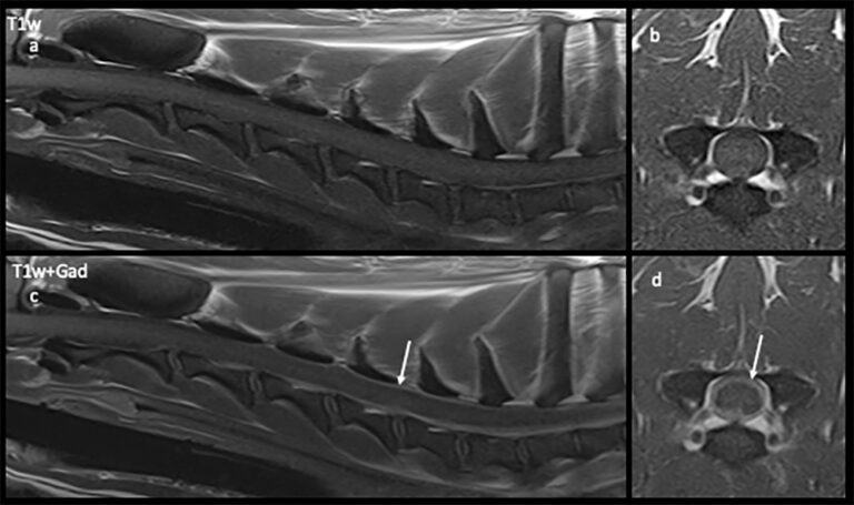 Magnetic resonance imaging in a dog with steroid-responsive meningitis ...