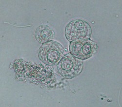 Cell quick guide | eClinpath