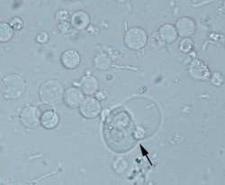 Cell quick guide | eClinpath