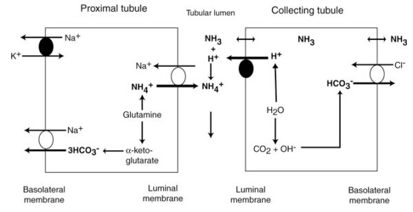 Renal ammoniagenesis
