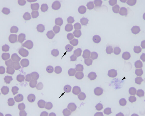 Cytaux piroplasms