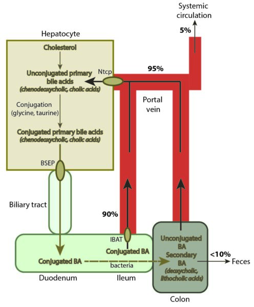 Bile acids