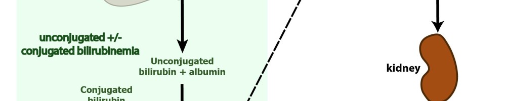 bilirubin hemolysis