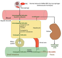 Outline of normal bilirubin metabolism | eClinpath