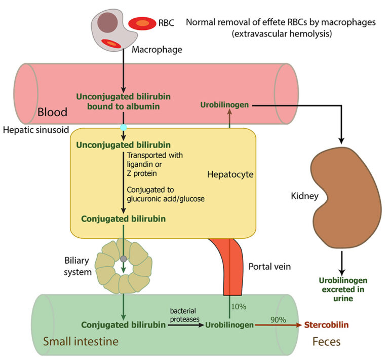 Outline Of Normal Bilirubin Metabolism EClinpath