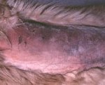 Severe bruising on a dog with hemophilia A (factor VIII deficiency)