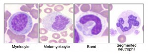 Immature canine neutrophils