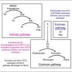 Coagulation assays evaluate the extrinsic, intrinsic and common pathways 