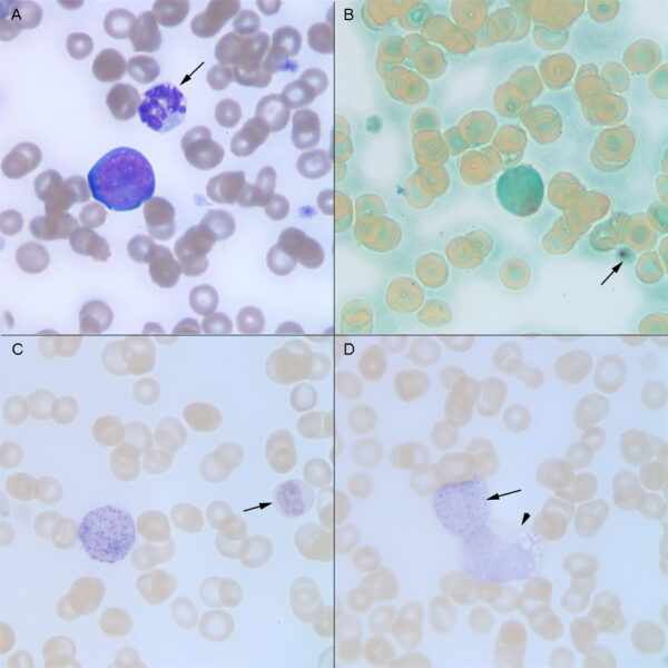 Cytochemical stains