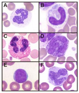 Canine leukocytes