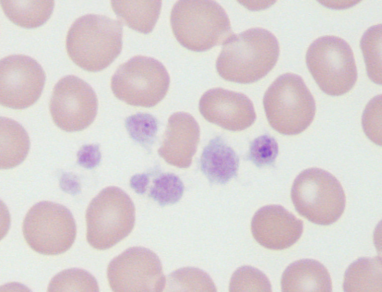 Anaplasma platys in canine blood | eClinpath