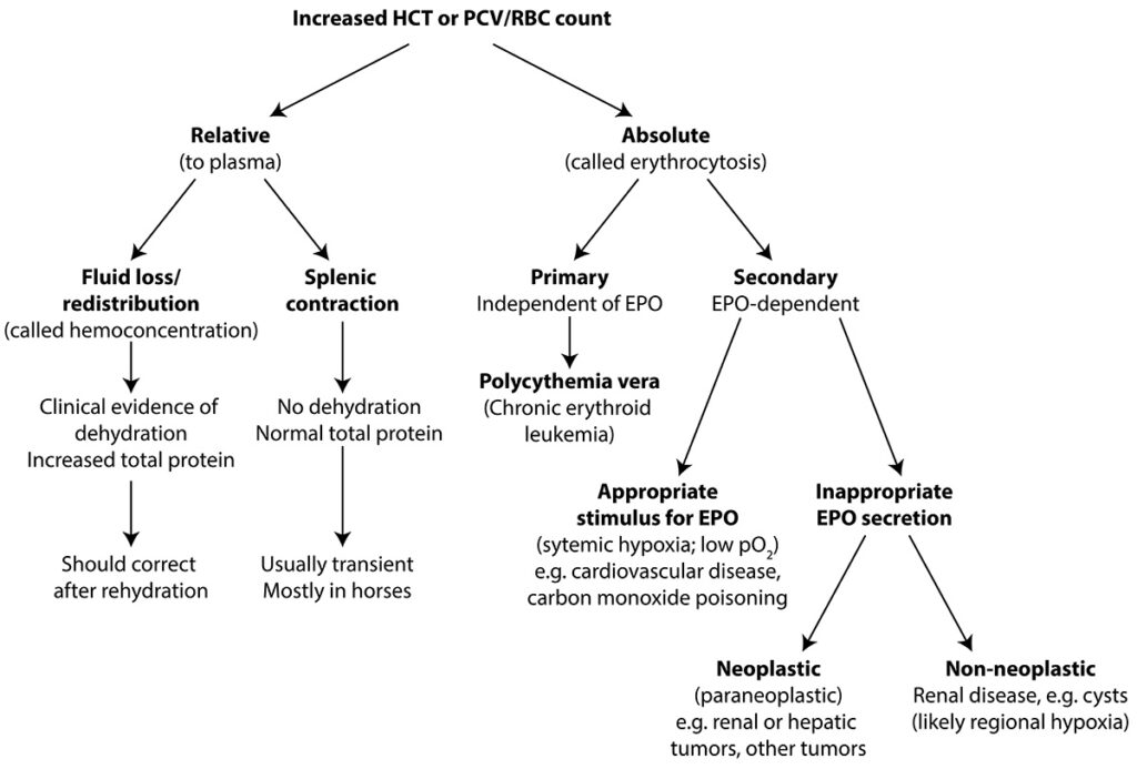 mechanistic-algorithm-for-an-increased-hematocrit-or-red-blood-cell