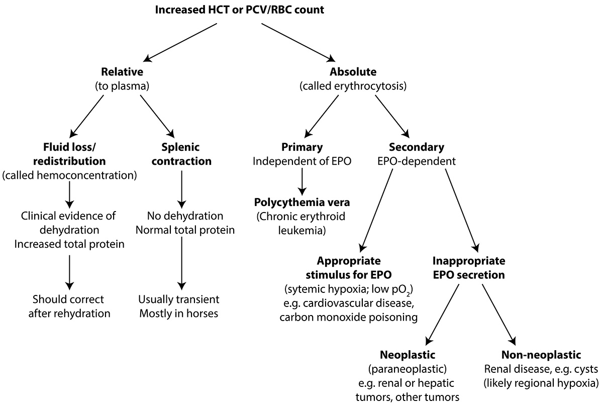 Polycythemia or Too Many Red Blood Cells