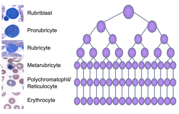 Erythropoiesis
