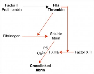 Fibrin formation